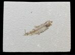 Bargain Knightia Fossil Fish - Wyoming #39681-1